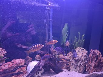 Daruji mix malawi - 2