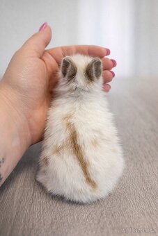 Zakrslý králíček teddy - samec - 2