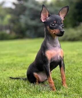 Pražský krysarik mini - 2