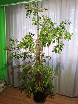 FIKUS BENJAMINA - 2