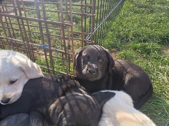 Štěňata Labradora s Retrívrem - 2