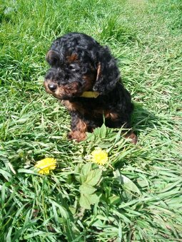 Pudl black and tan - 2