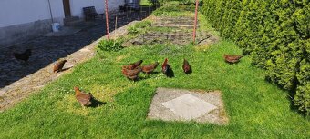 Velsumka zdrobnělá rezavě koroptví. - 2