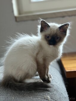 Ragdoll s PP - 2