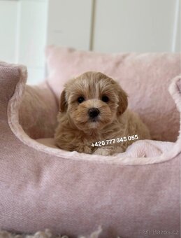 Fenka Maltipoo f1 700€ - 2