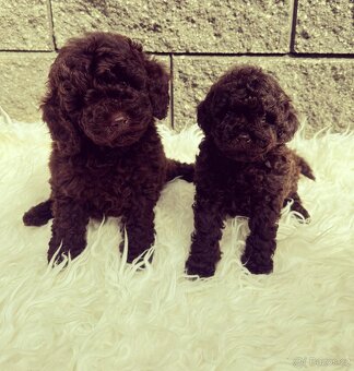 Pudl pudel pudlik Toy chocolate - 2