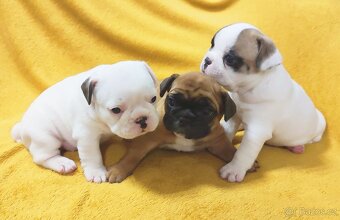 French Bulldog - 2