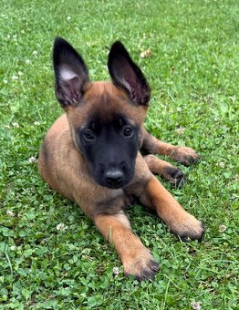 Belgický ovčák Malinois - 2