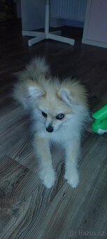 Pomeranian - 2