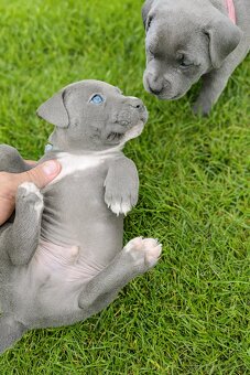 🐾 Americký stafordšírský teriér – modrá štěňátka - 2