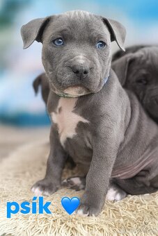 🐾 Americký stafordšírský teriér – modrá štěňátka - 2