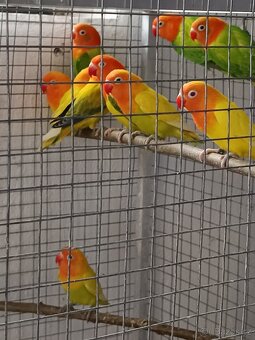 Agapornis Fishery - 2