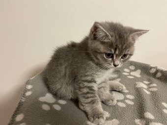 koťátko bez PP (kočička světlá) - 2