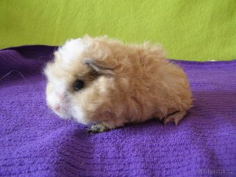 Morče,morčata Peruánec .Lunkarya....z registr.Chs - 2