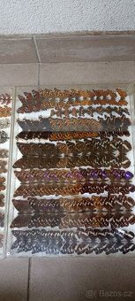 Prodám velikou sbírku motýlů - 2