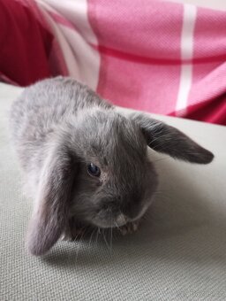 Zakrslý beránek králíček - 2