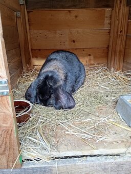 Francouzský beran - 2