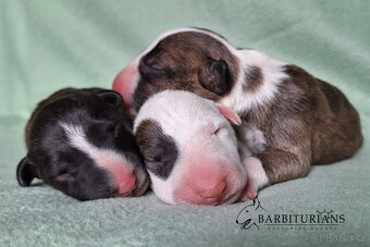 Anglický Bulteriér s PP - Těšín - 2