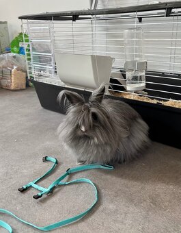 Březí samička SPĚCHÁ - 2