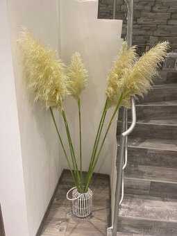 Pampová tráva sušená - 2