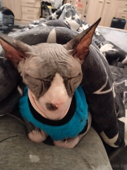 Kanadský sphynx - 2
