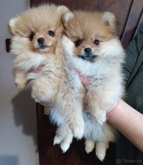 POMERANIAN s PP FCI - 2