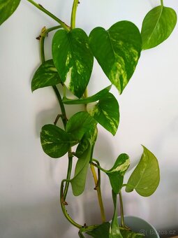 Řízky pothos / epipremnum - 2