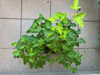 Bonsai, Bonsaj, jamadori, javor ginnala - 2
