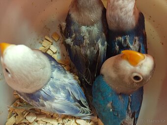 Agapornis Fishery - 2