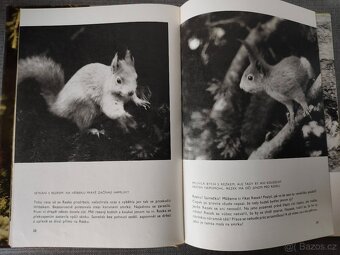 Dětská kniha- O rezaté veverce –JAKO NOVÉ - 2