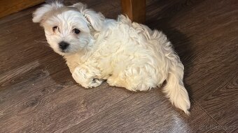 Maltézský psík - 2