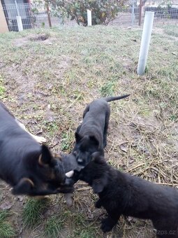 Německý ovčák - 2