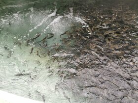 Nasada pstruha duhového. - 2