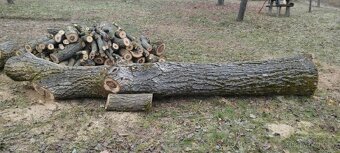 Prodám kmen ořechu - 2