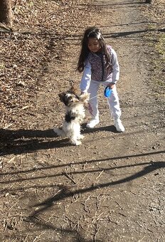 Jorkširský teriér biewer s pp - 2