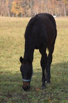 Belmondo letošní odstávče - 2