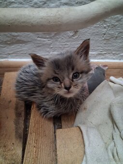 mainská mývalí koťátka - 2