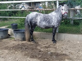 Pony klisna - 2