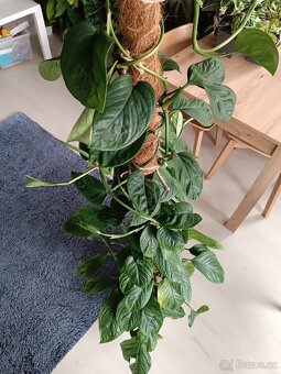 Monstera Peru - 2