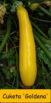 SADBA ZELENINY RAJČE, PAPRIKA, OKURKA, CUKETA.. – LZE POSLAT - 2