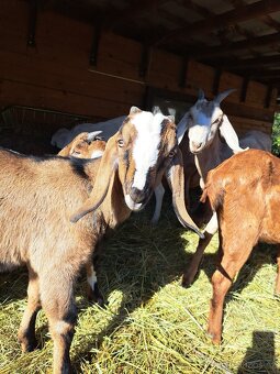 100%Anglonubijský kozlik - 2