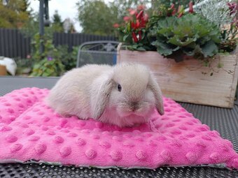 Mláďata Minilop beránků s VP - 2