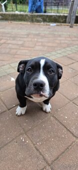 American Bully Pocket - Standart - 2