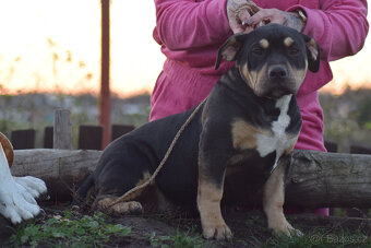 American Bully Pocket - Standart fenka - 2