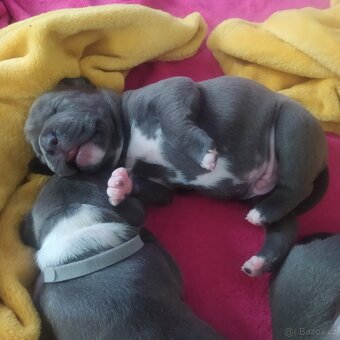 Americký stafordšírský teriér - 2