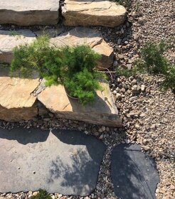 Asparágus - pokojová rostlina - 2