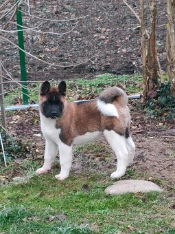 Americká Akita - 2