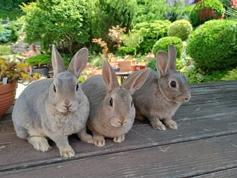 Zakrslý REX divoce modrý s rodokmenem - 2
