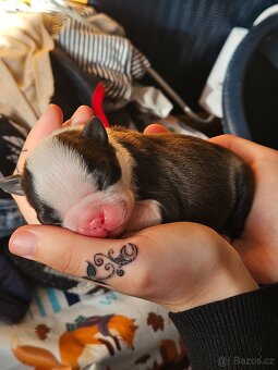 Bostonský teriér - 2