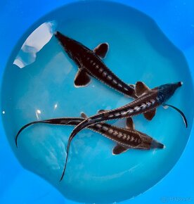 Jezírkové ryby - 2